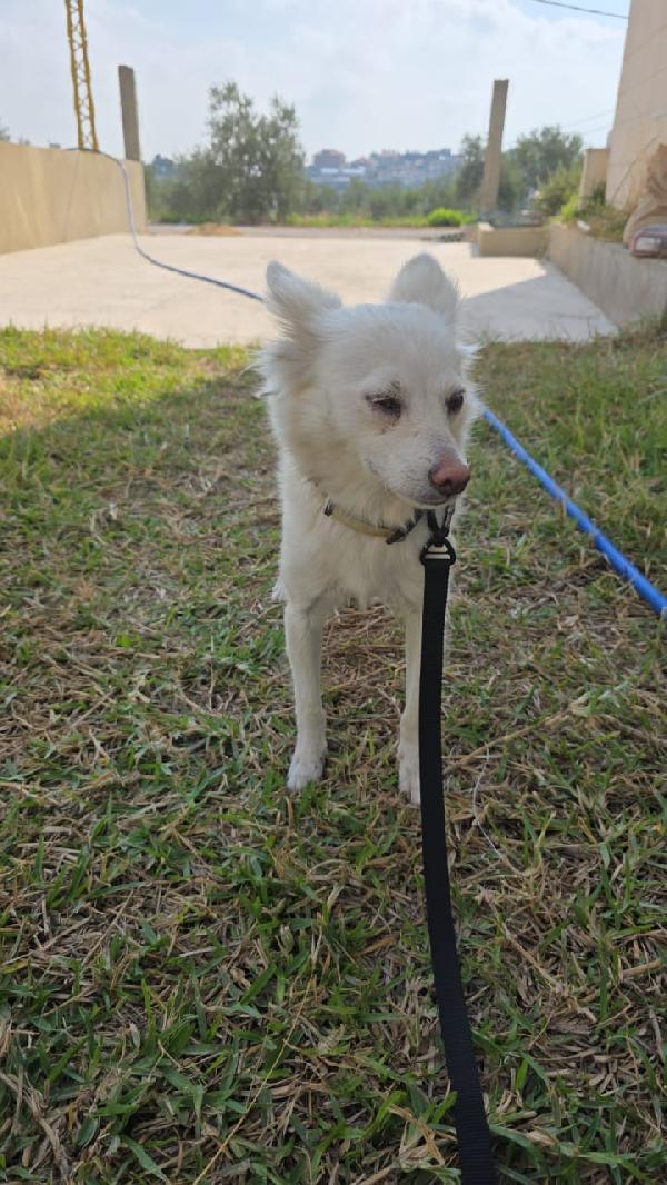 Pepper, una dolcissima pelosetta Foto 4